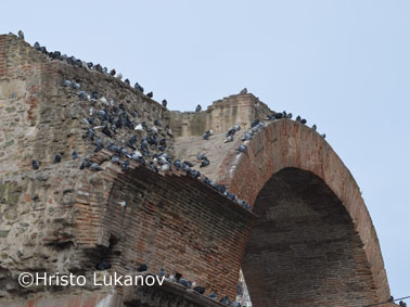 Hristo-Thessaloniki pigeons on the Triumphal arch 2a.jpg